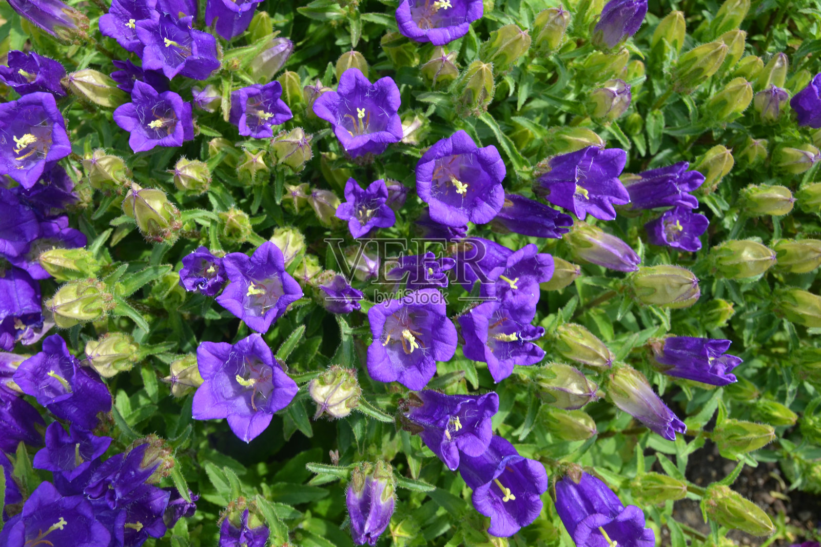 春坎帕努拉（坎帕内拉）照片摄影图片