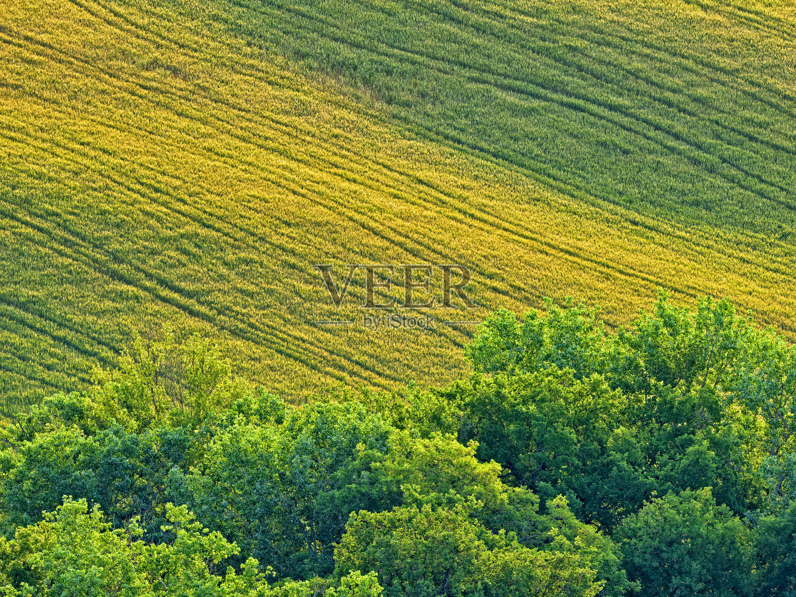 意大利托斯卡纳地区照片摄影图片