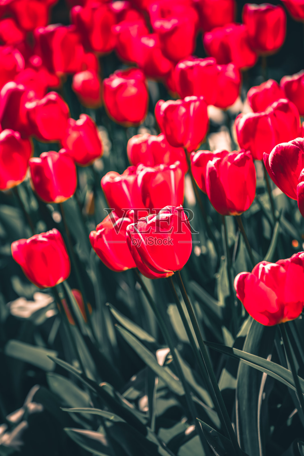 盛开的郁金香的特写;复古色调照片摄影图片