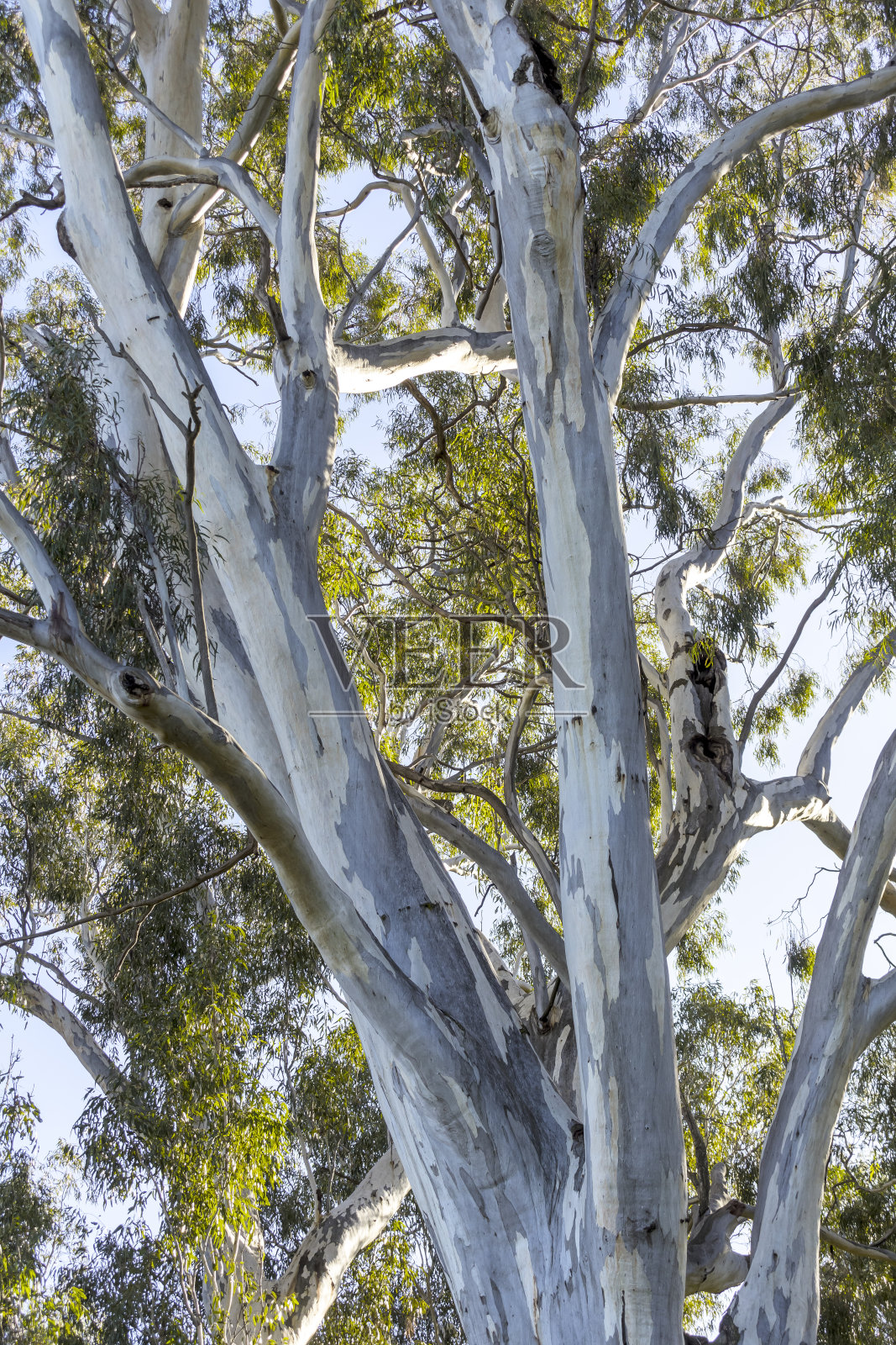 大桉树桉树在澳大利亚地区的照片照片摄影图片
