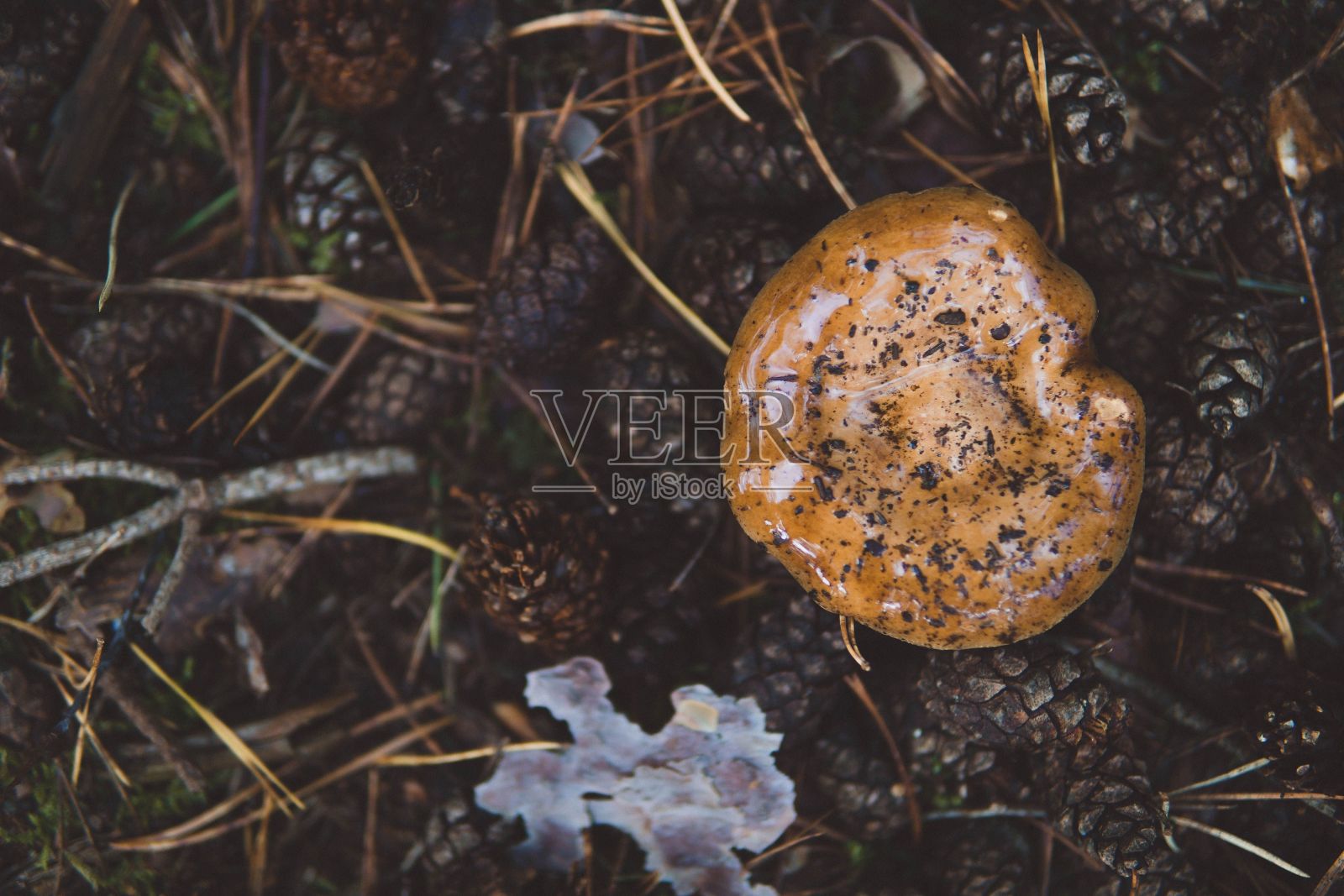 白天在森林中被圆锥体包围的带有橙色帽的蘑菇的俯视图照片摄影图片