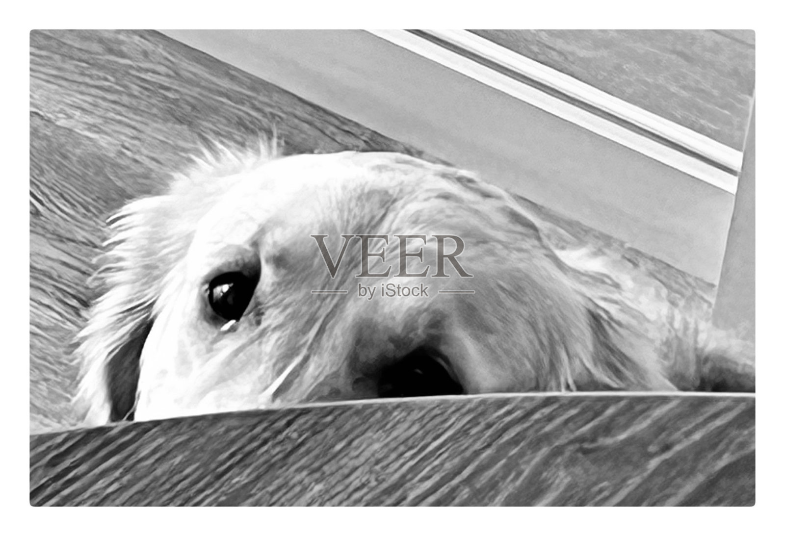 狗照片摄影图片