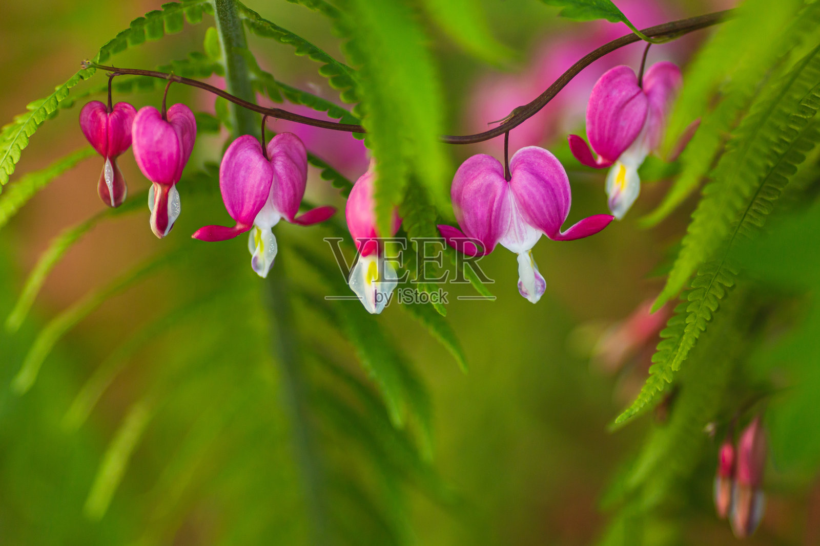 荷色牡丹花朵。情人节概念照片摄影图片