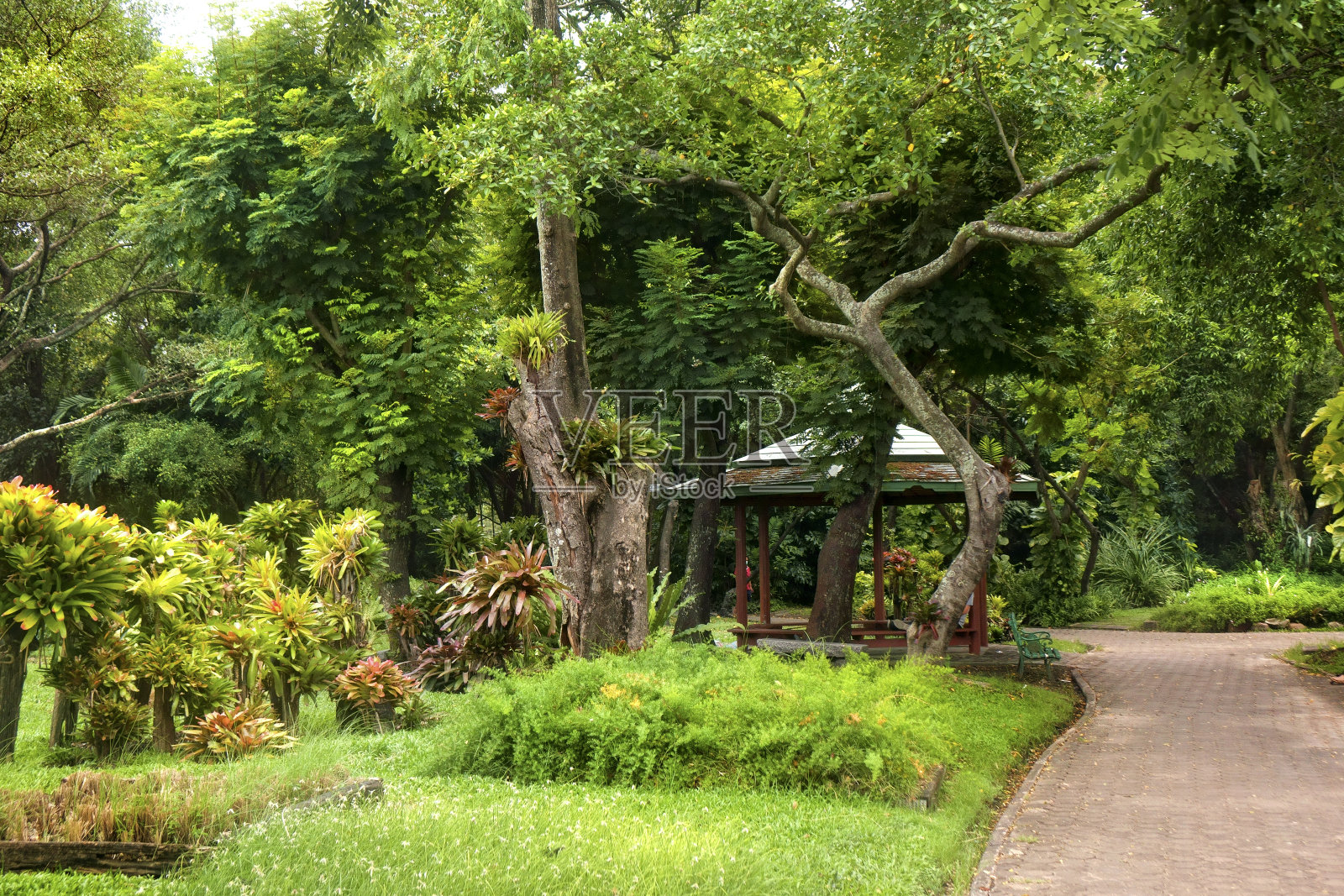 热带绿色公园照片摄影图片