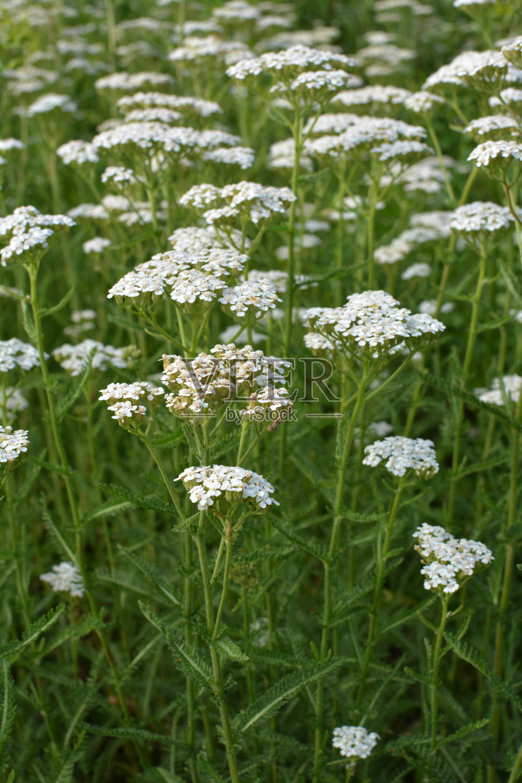 蓍草(Achillea)在草中自然开花照片摄影图片