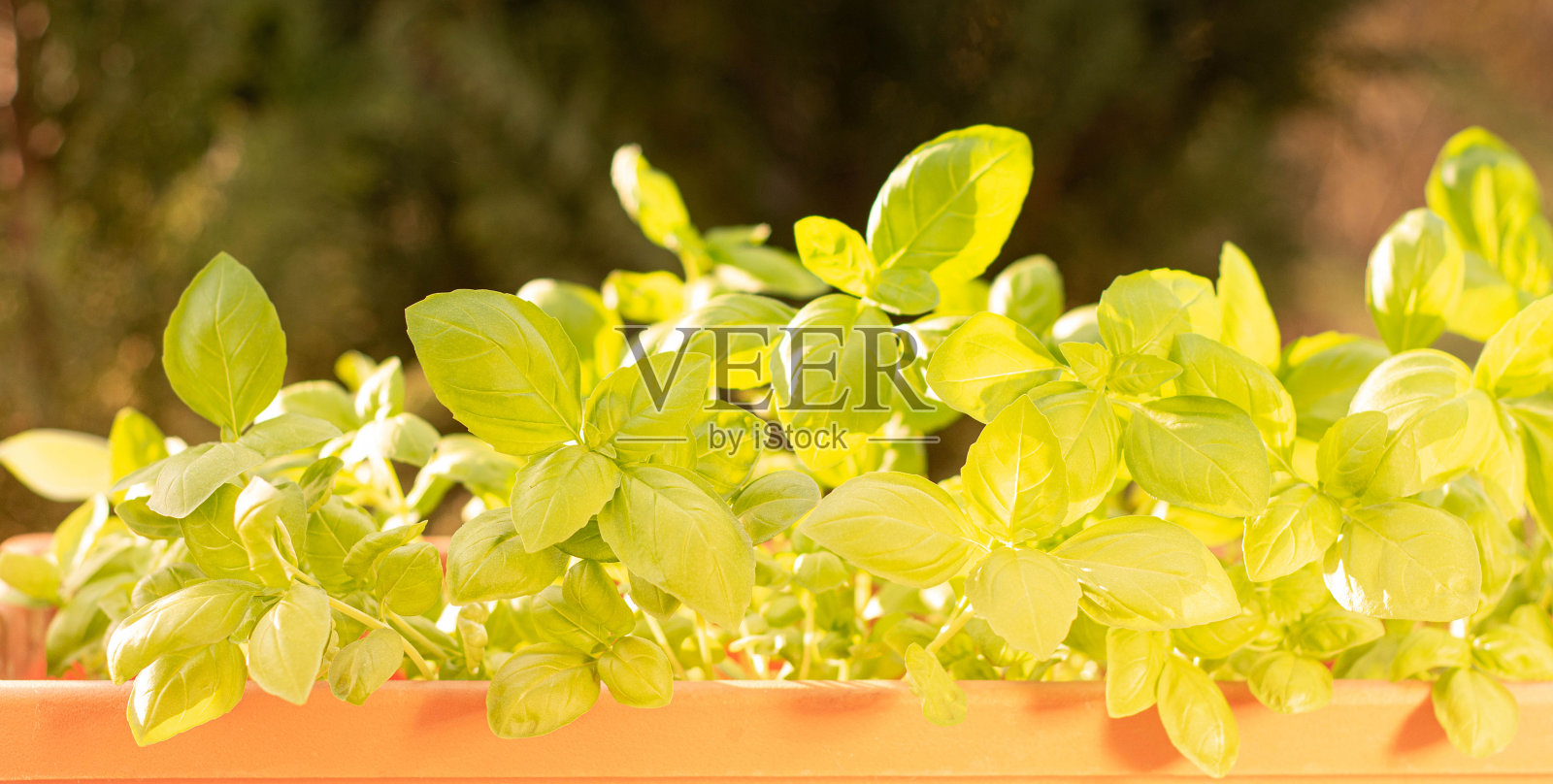 在锅里放入新鲜的罗勒照片摄影图片