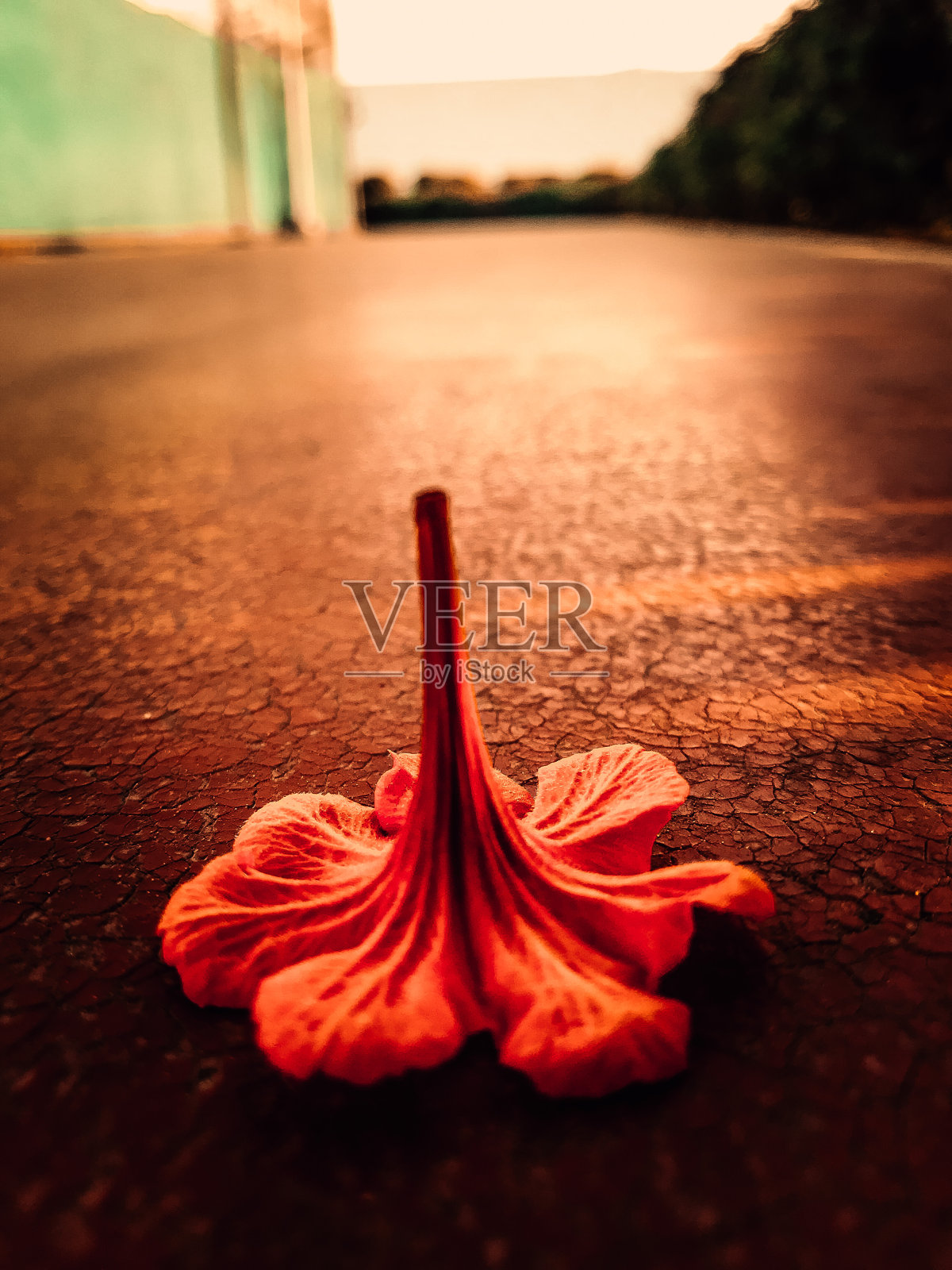 红色罗斯照片摄影图片