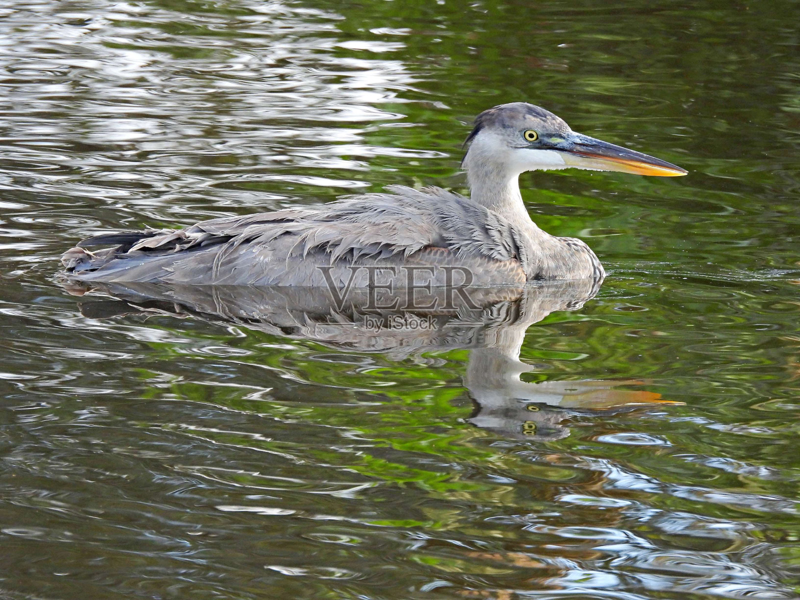 大蓝鹭(Ardea herodias)正在洗澡照片摄影图片