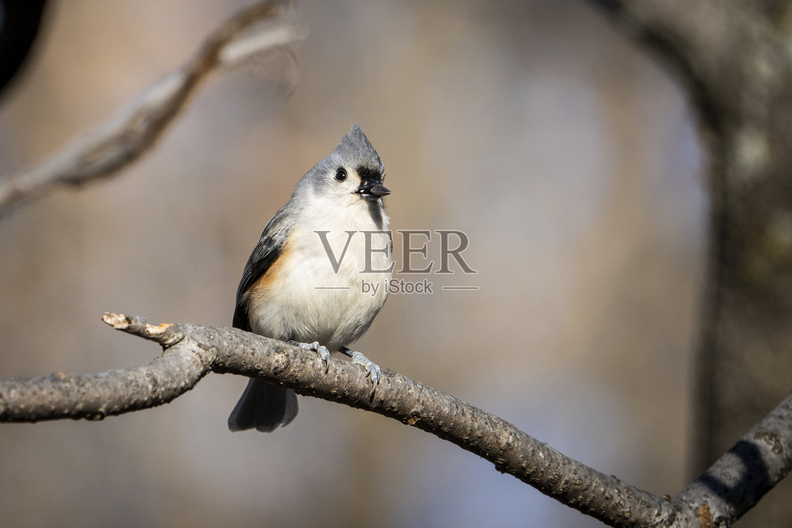 栖息的簇山雀照片摄影图片