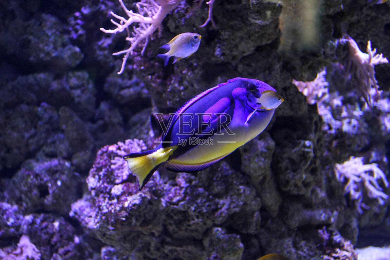 海洋生物中的鱼类照片摄影图片