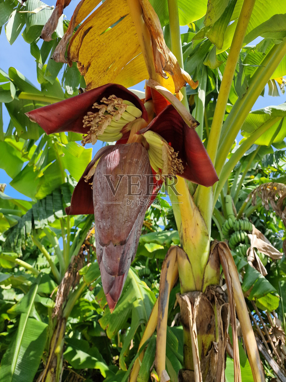 香蕉在长满绿叶的树上开花的景象照片摄影图片