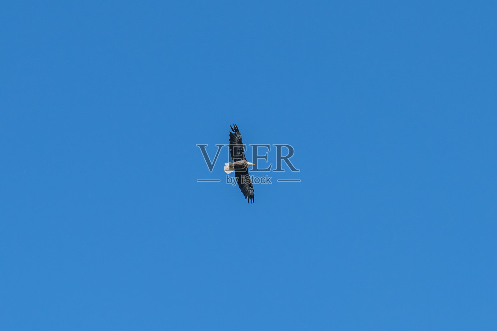 美国秃鹰在高空寻找食物。照片摄影图片