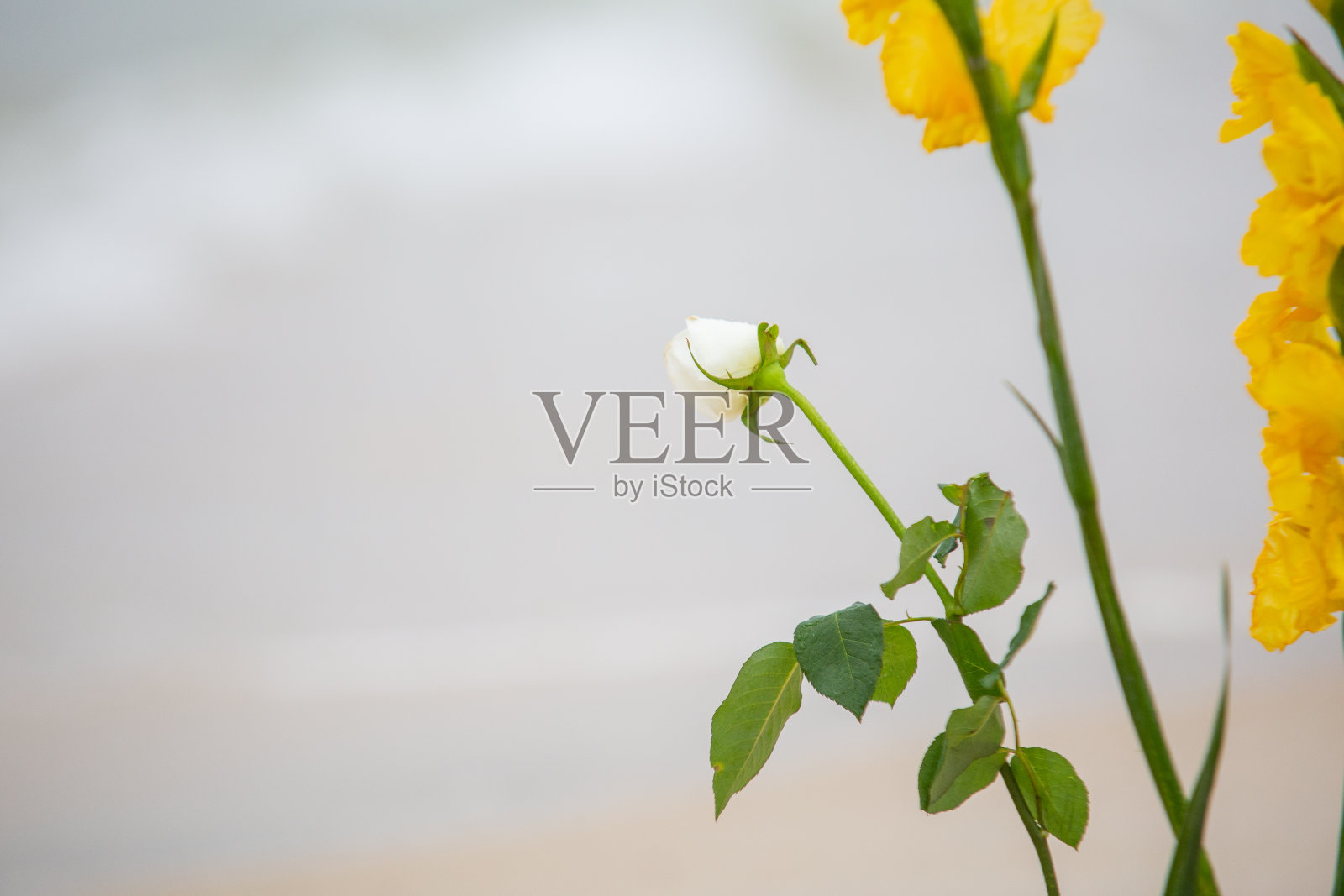 在巴西科帕卡巴纳海滩的一个派对上，人们用鲜花来纪念iemanja。照片摄影图片