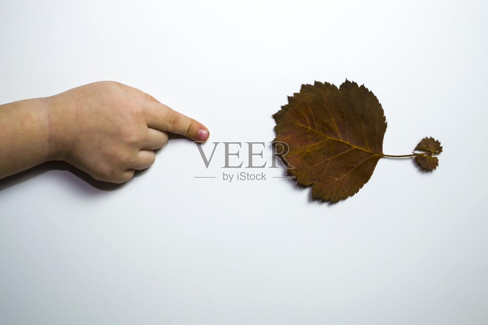 一个孩子的手在白色背景上指向一片秋叶。秋购大甩卖。照片摄影图片