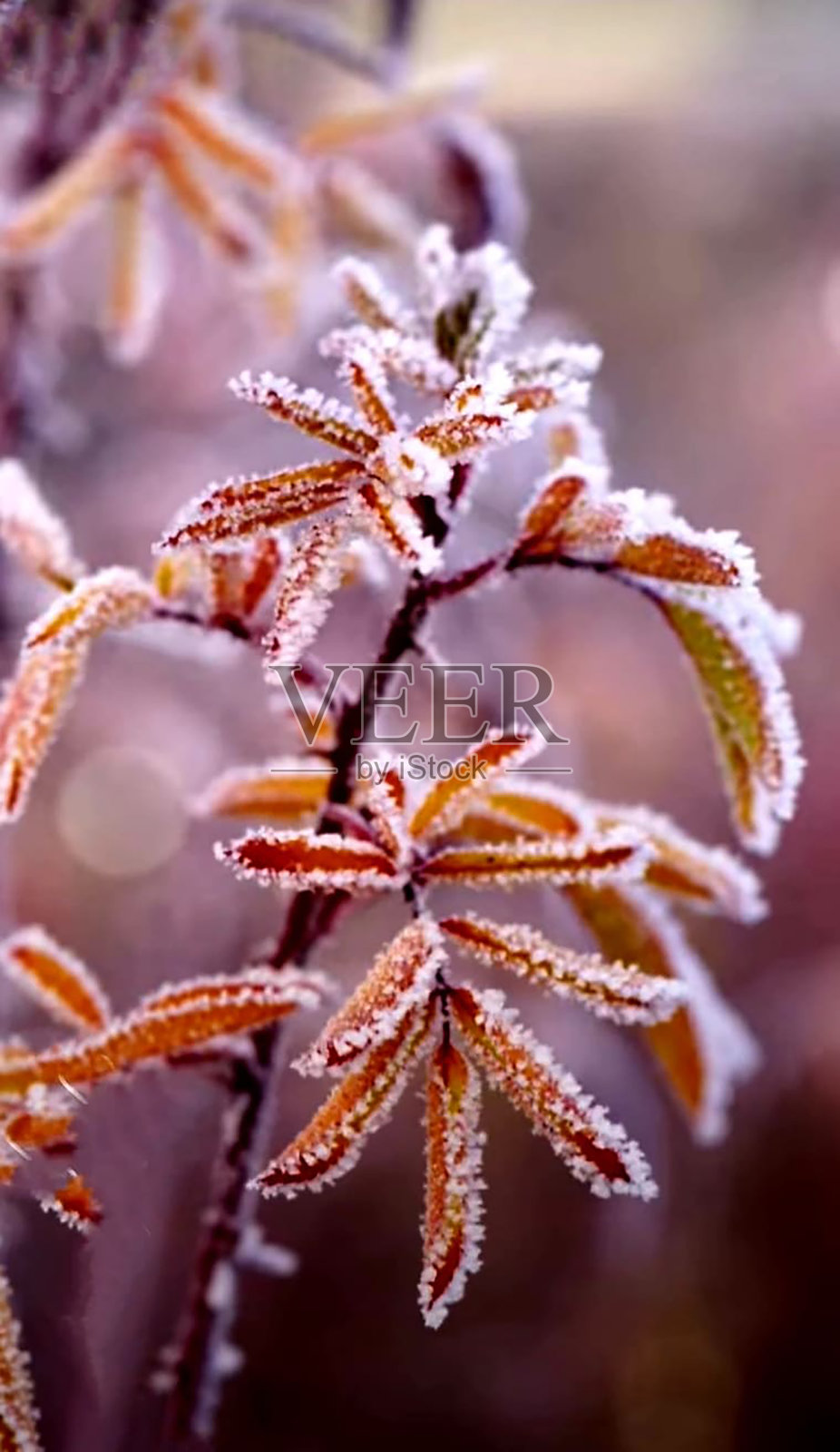 冰雪覆盖着死去的野花照片摄影图片