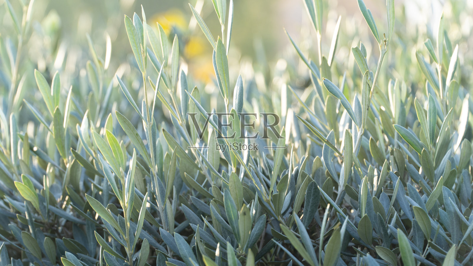 橄榄树的叶子近距离的观点与背部照明。绿色或蓝绿色的叶子。轻松自然。自然美的概念。碳中性环境。照片摄影图片