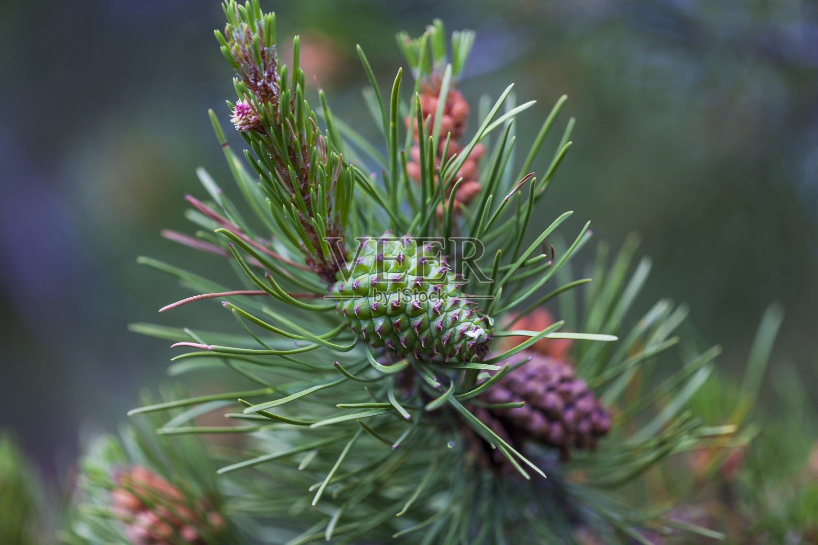 绿色和棕色松树的种子在树枝上照片摄影图片
