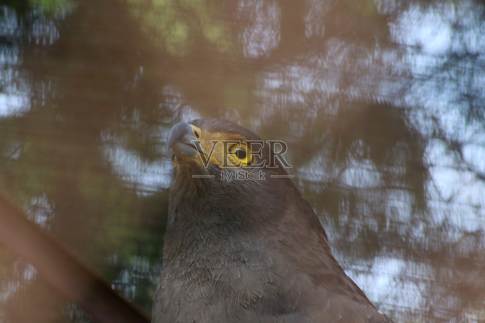 比多鹰锐利的眼睛照片摄影图片