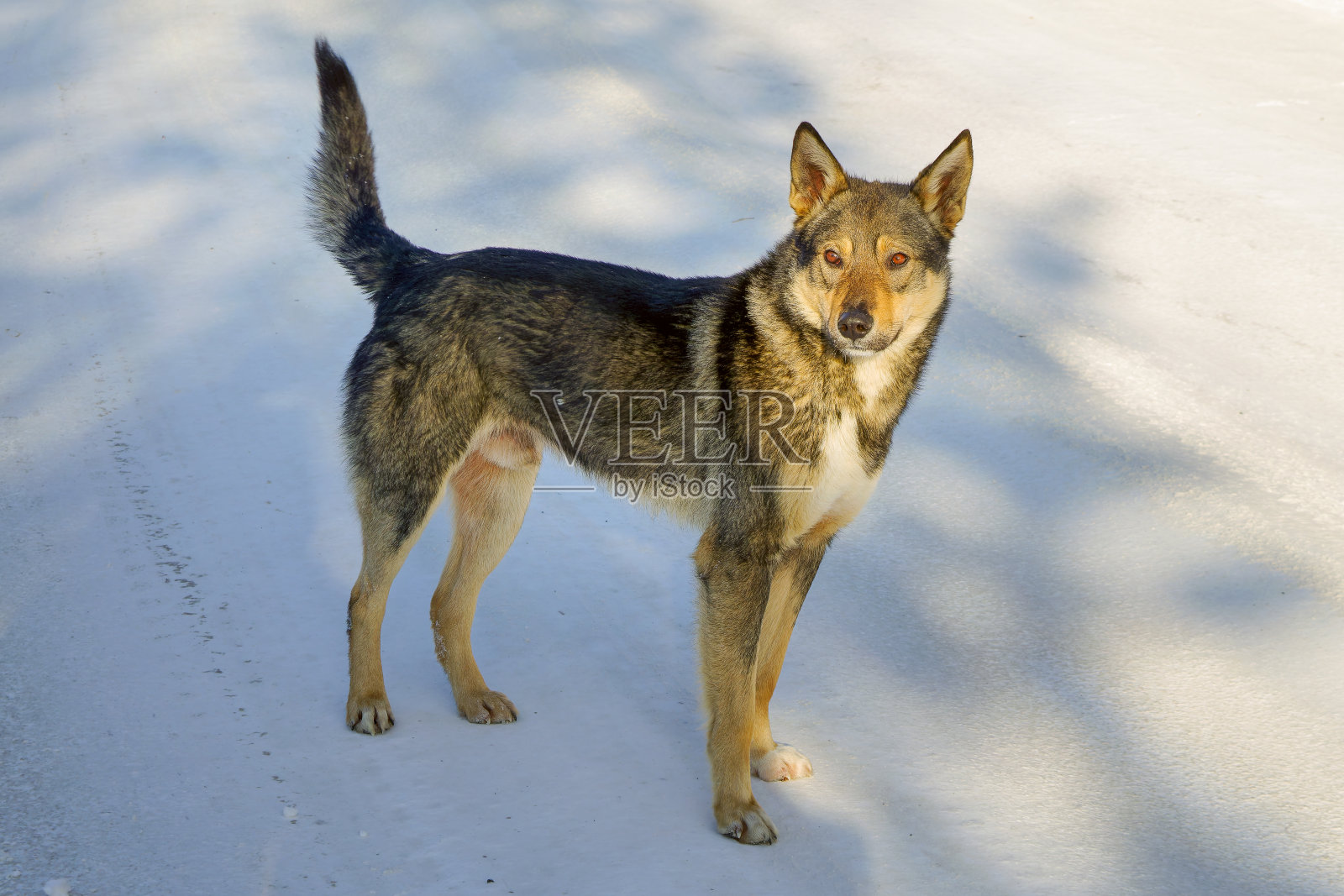一只小狗站在白雪背景下的画像。照片摄影图片