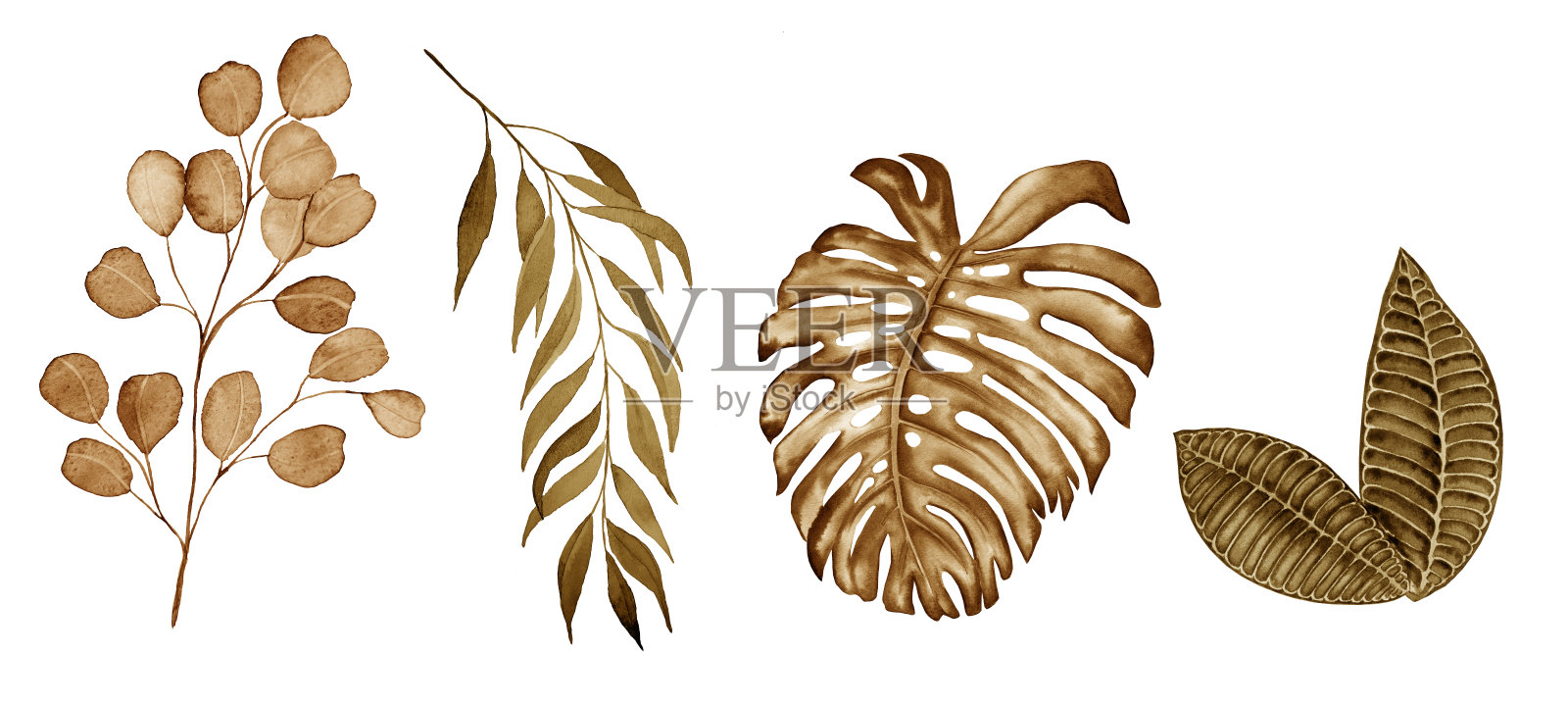 一套热带水彩干叶。波西米亚风格的奇异植物树枝。明信片和婚礼设计。插画图片素材