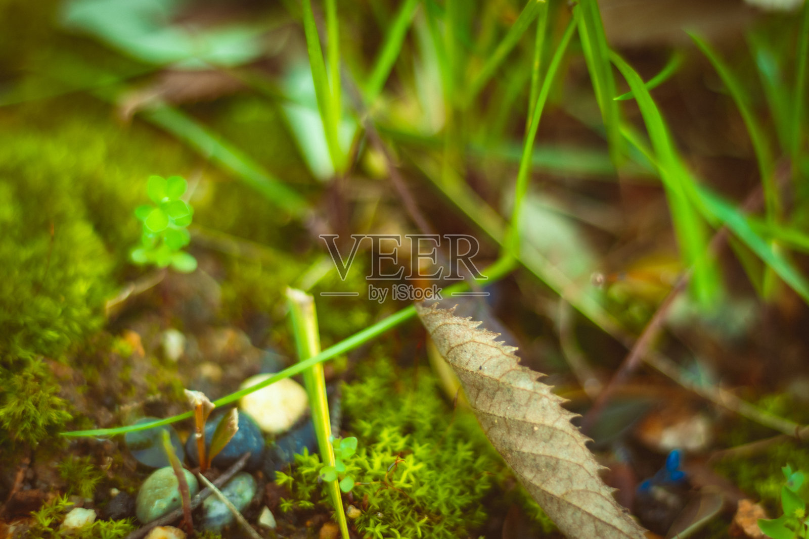 公园里的绿色草地上有小鹅卵石、大自然、树叶和灌木丛照片摄影图片