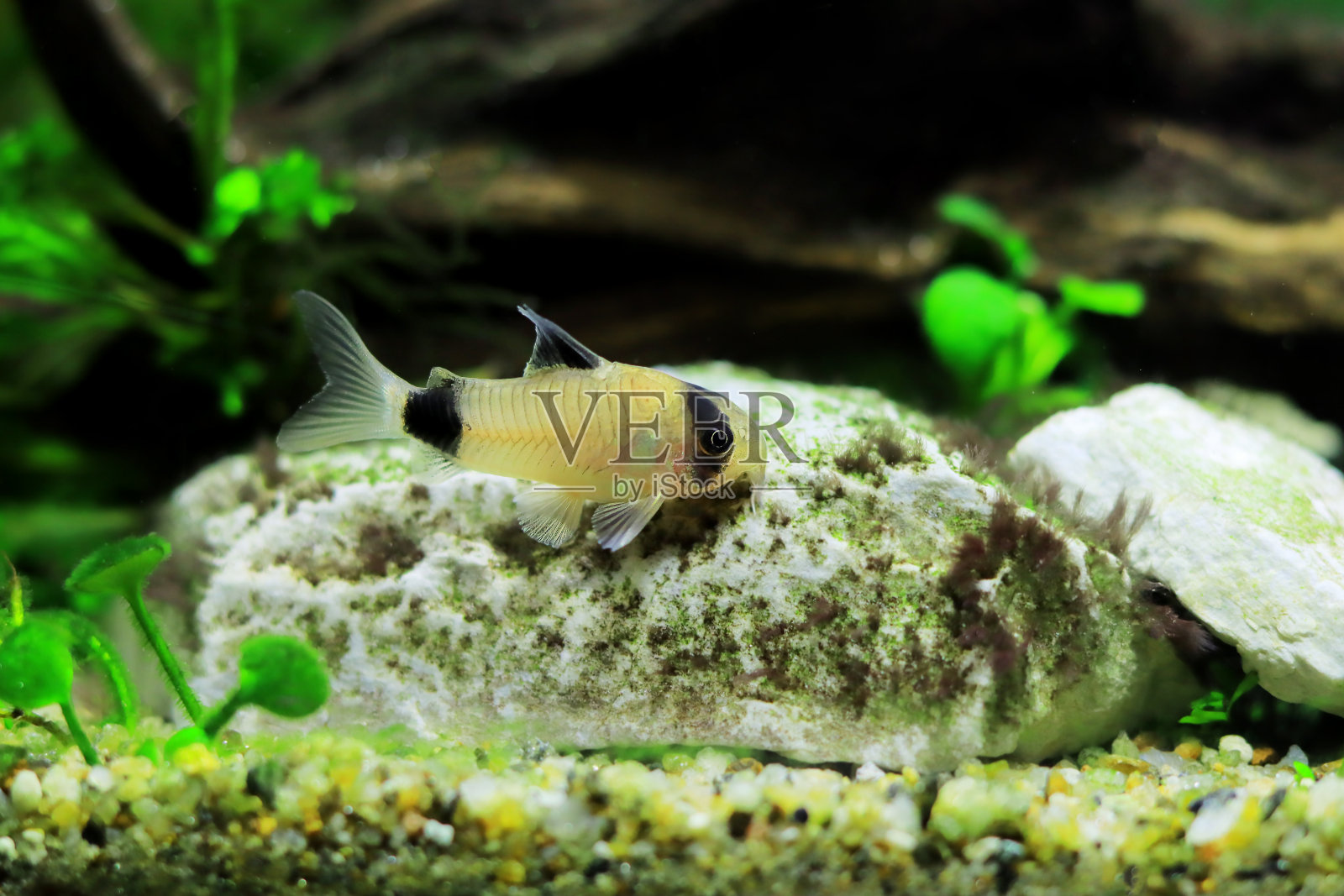 熊猫和淡水鱼在水族箱里照片摄影图片