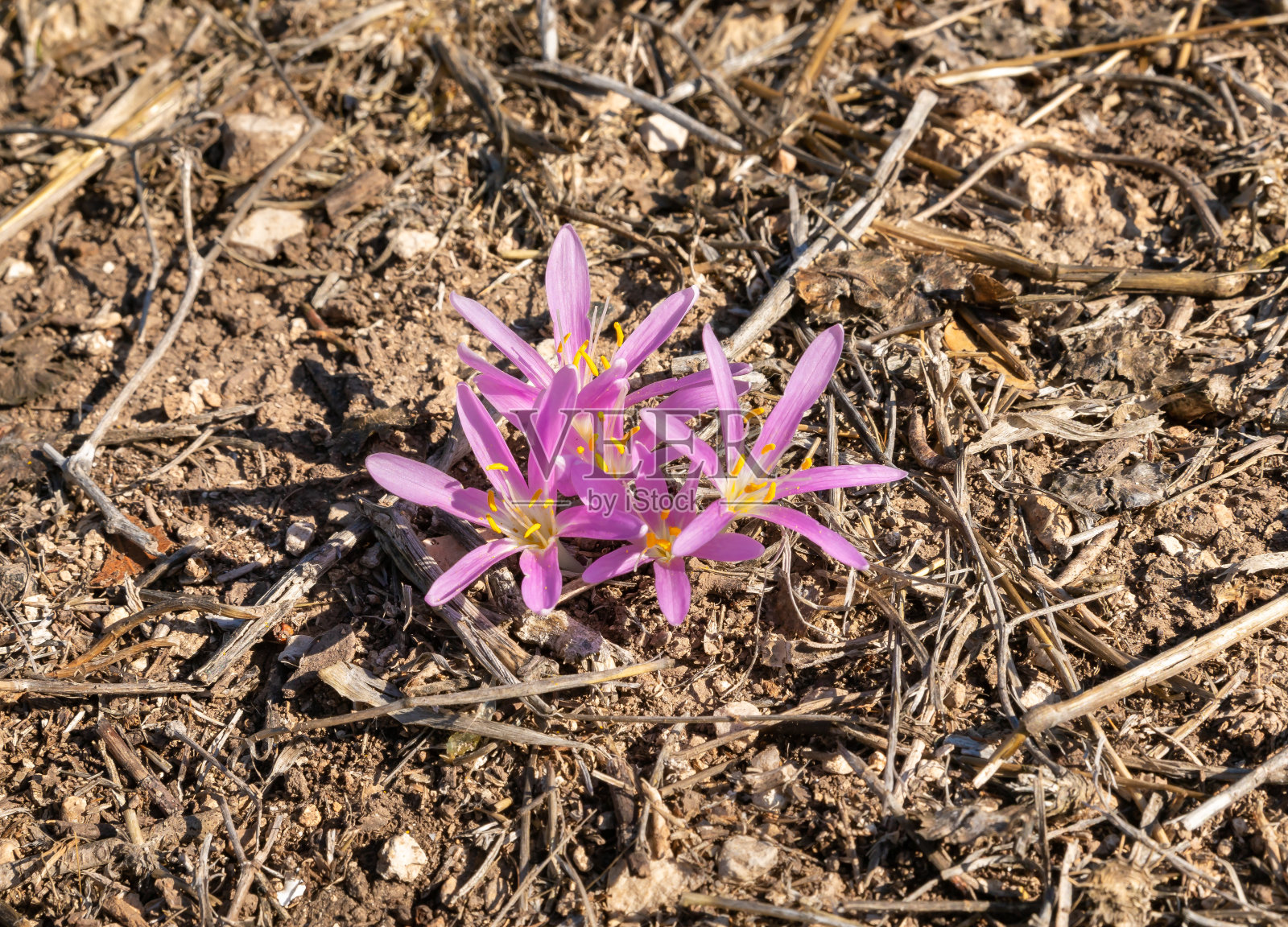以色列北部城市海法附近卡梅尔森林的第一场雨后，罕见的花朵破土而出照片摄影图片