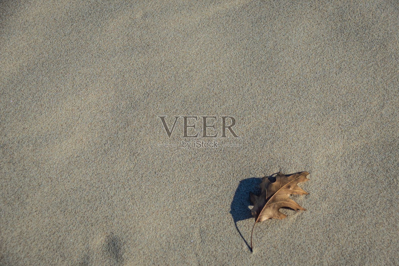 近距离的落叶橡树在沙滩上与海贝壳照片摄影图片