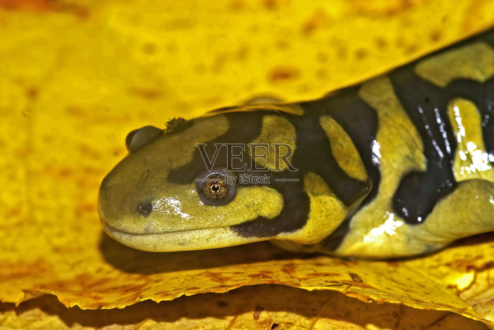 黄落叶上的斑虎蝾螈特写照片摄影图片