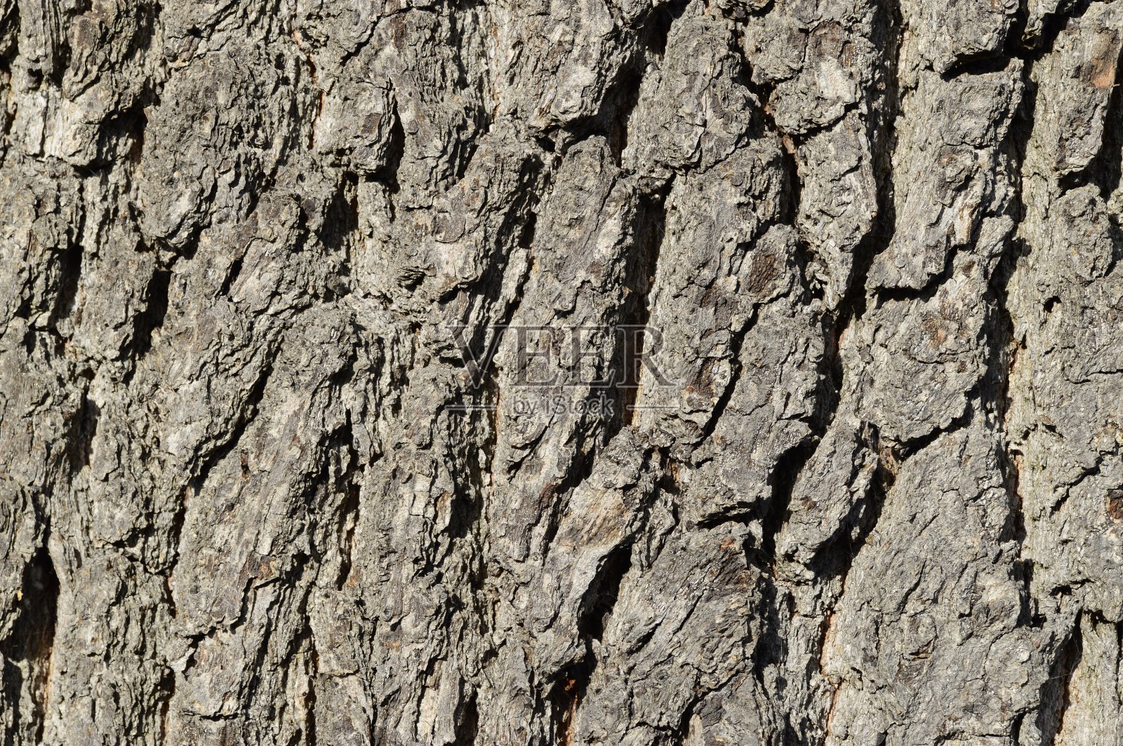 阳光下的树皮照片摄影图片