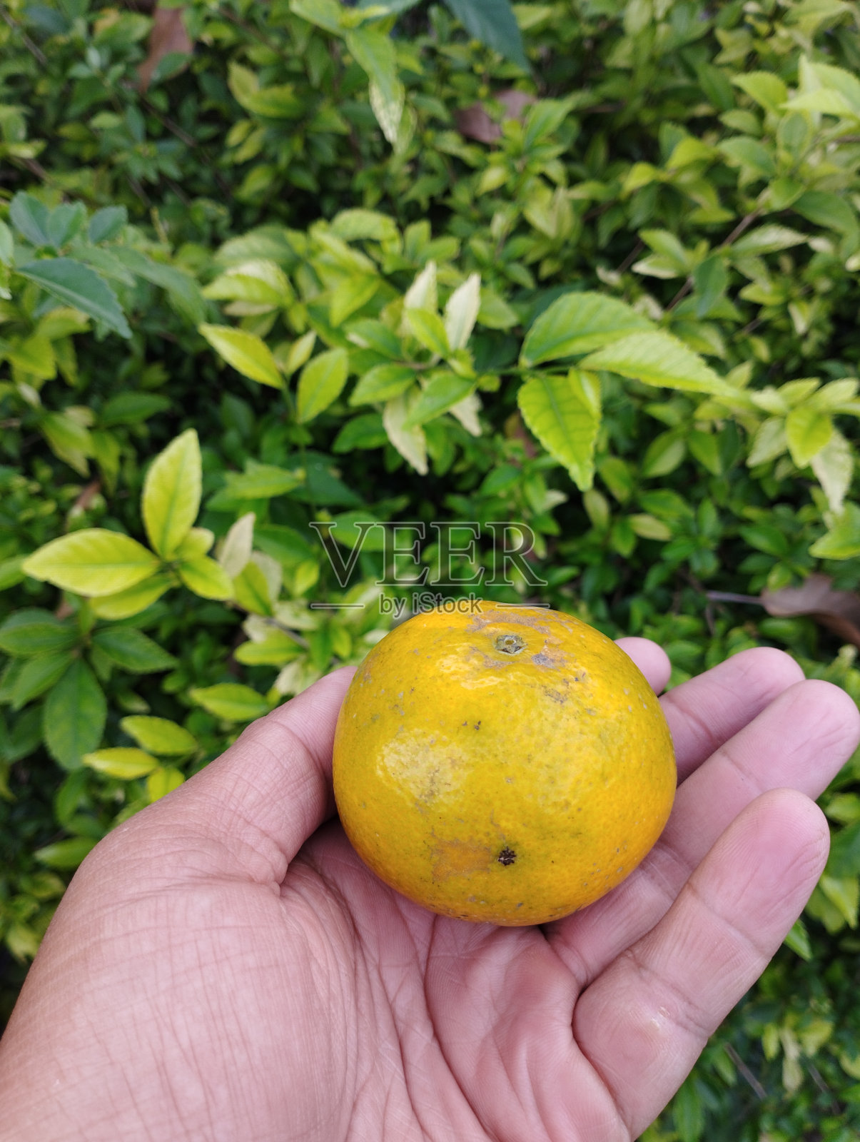 一个男人的手拿着一个橘子照片摄影图片