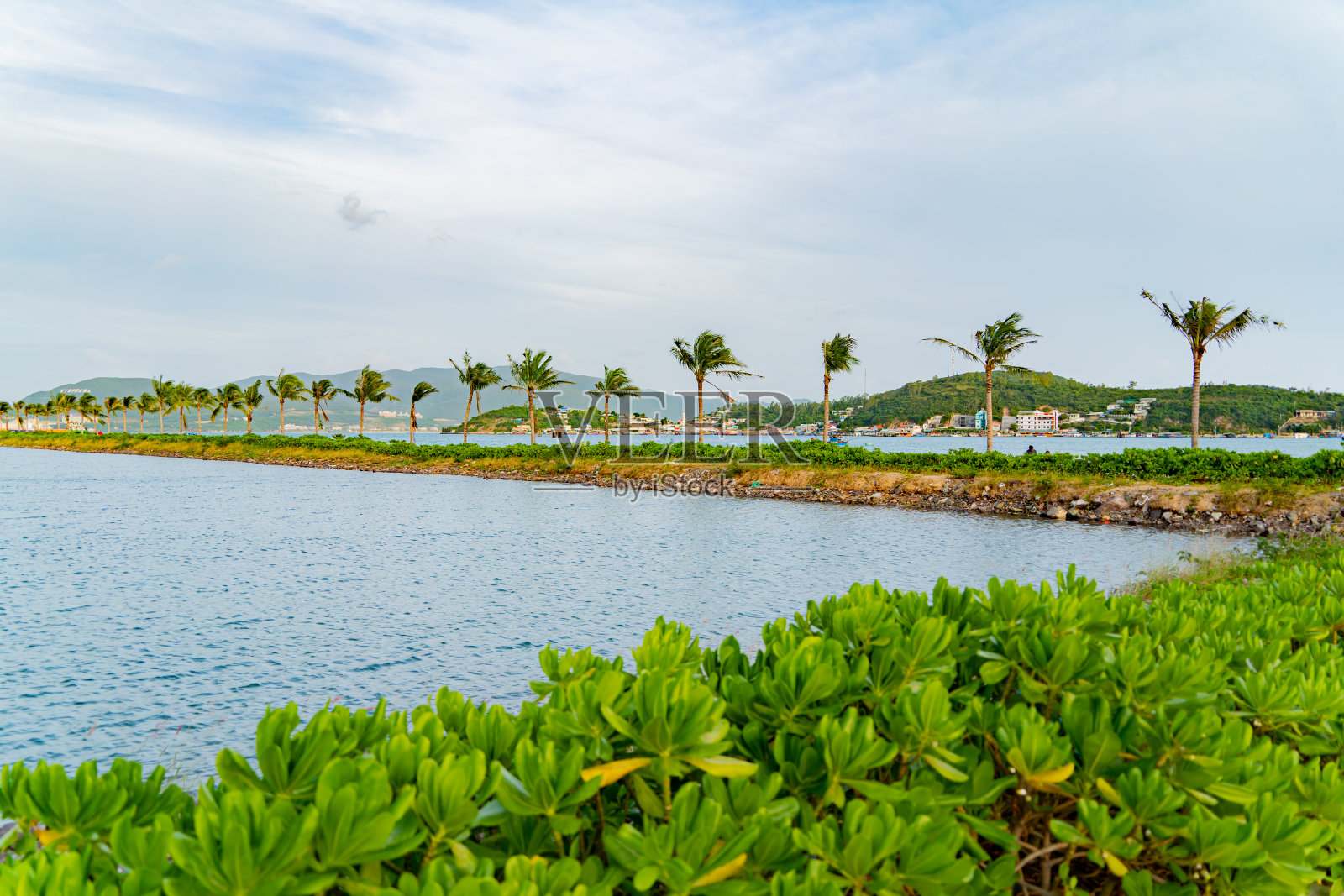 棕榈树大道。照片摄影图片