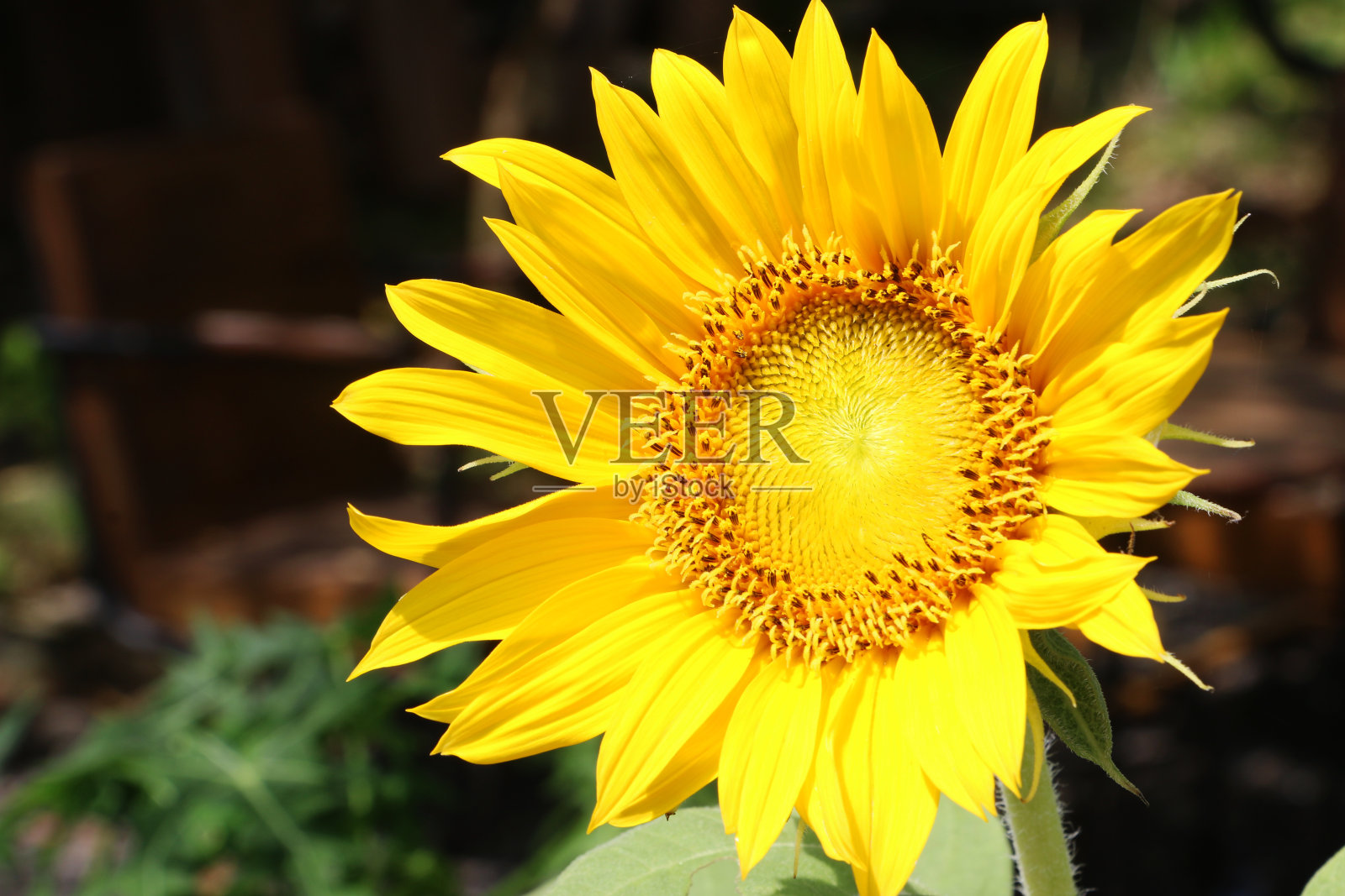 美丽新鲜的向日葵照片摄影图片