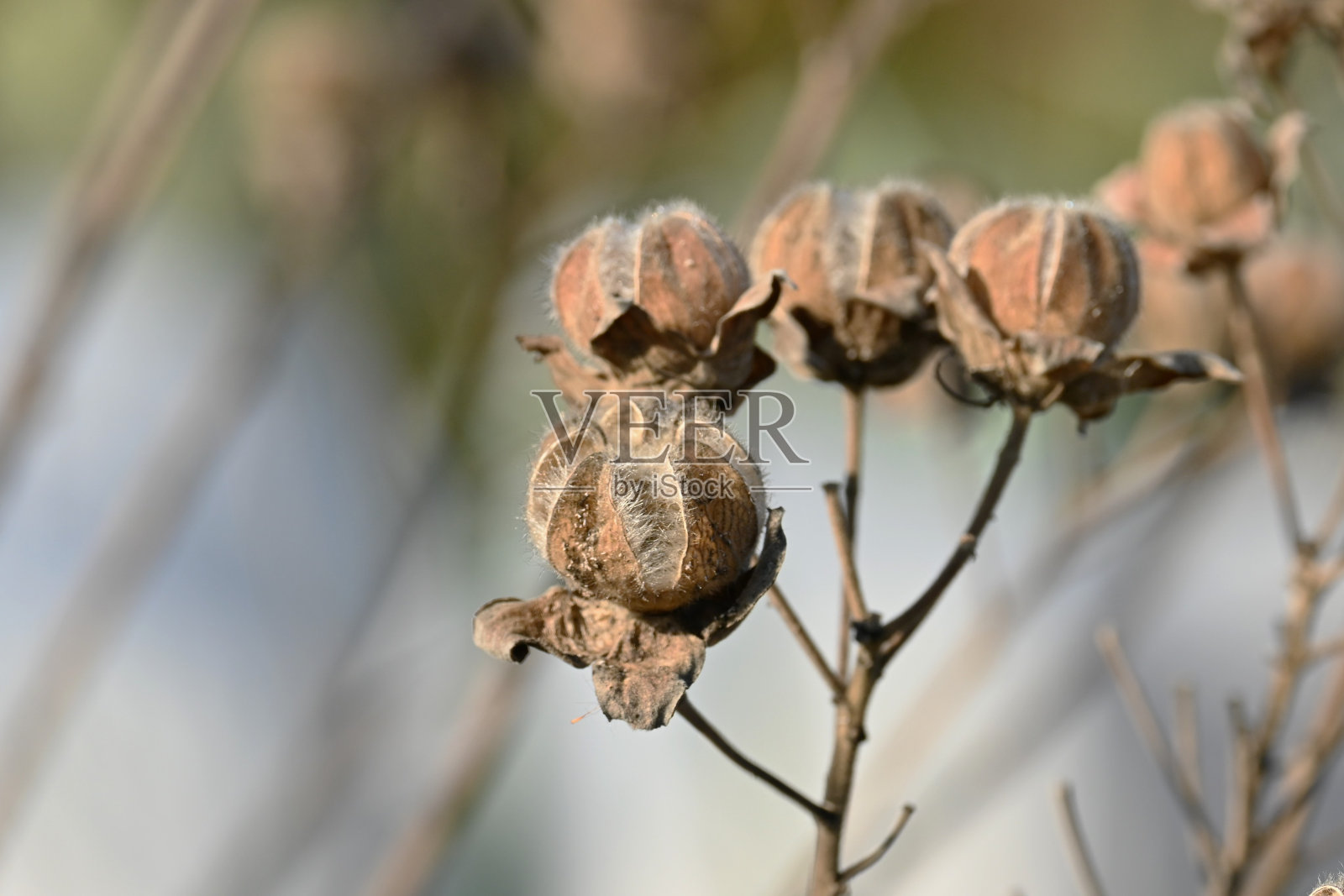 迷迭香种子。照片摄影图片