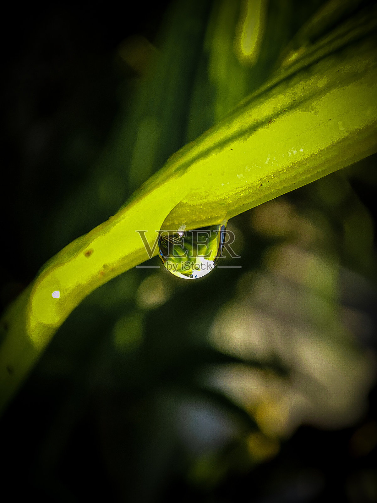 绿草纹理照片摄影图片
