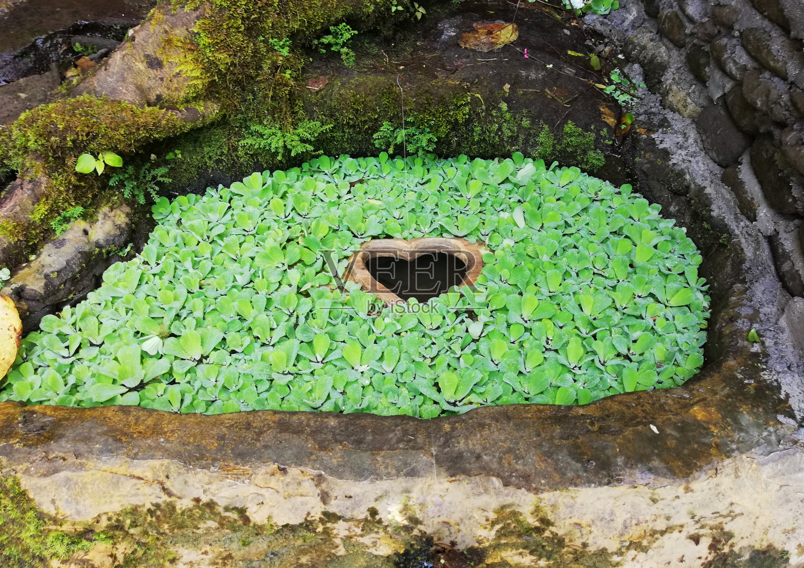 在鱼塘的绿色植物中，爱或心形态的木制材料照片摄影图片