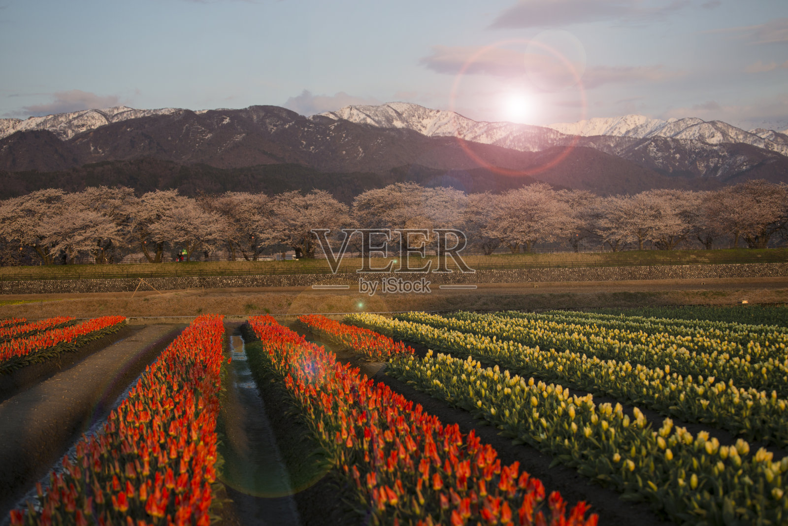 日本朝日的樱花节照片摄影图片