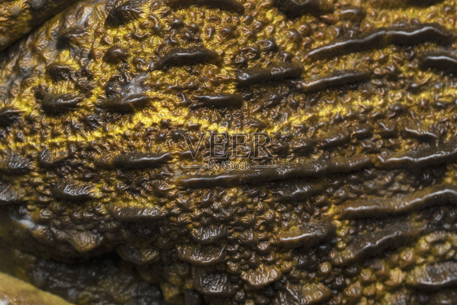 印度马哈拉施特拉邦的斯塔拉，虎蛙的极端特写照片摄影图片