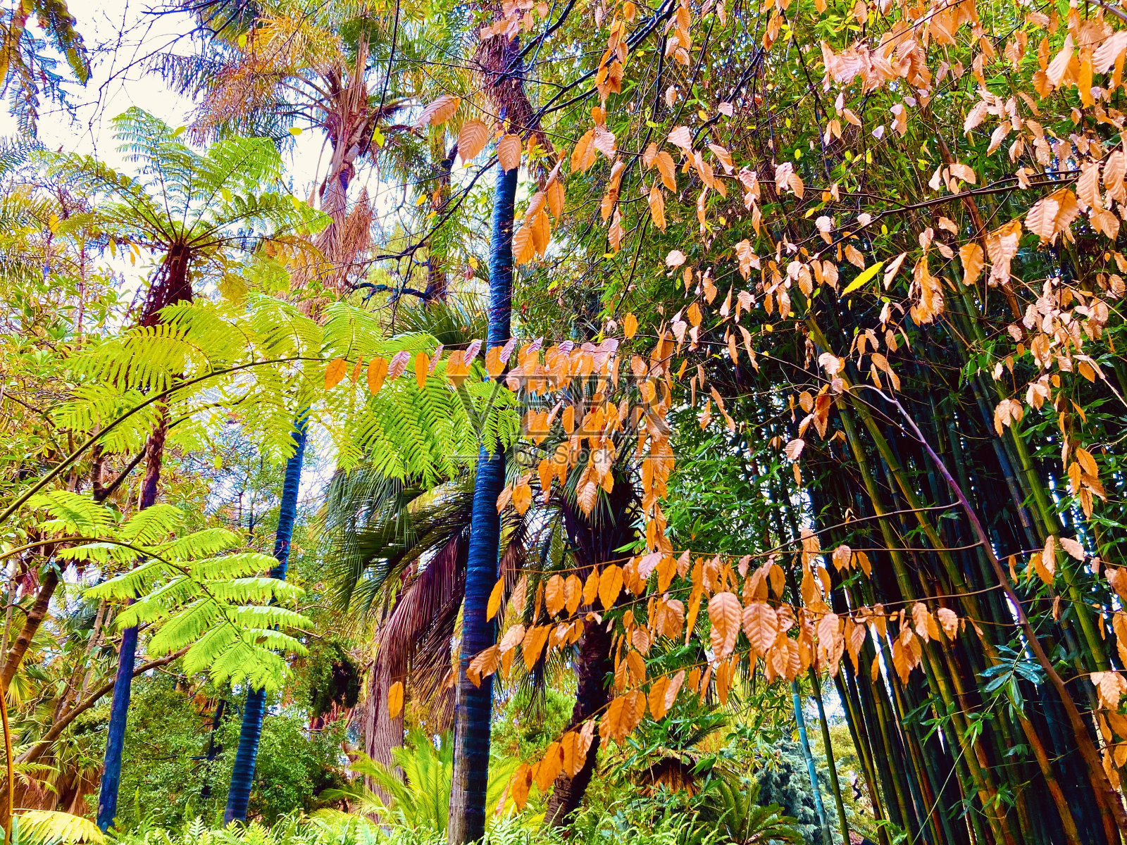 植物冬天照片摄影图片