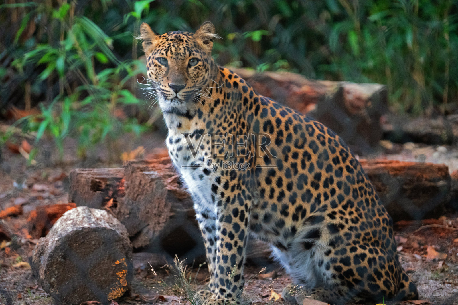 在荒野中，一只非洲豹坐在原木旁照片摄影图片