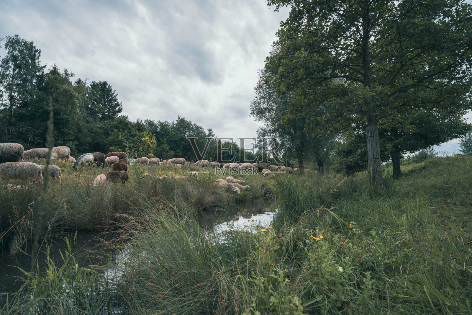 在阴沉的天气里，绵羊在农村吃草的镜头。照片摄影图片