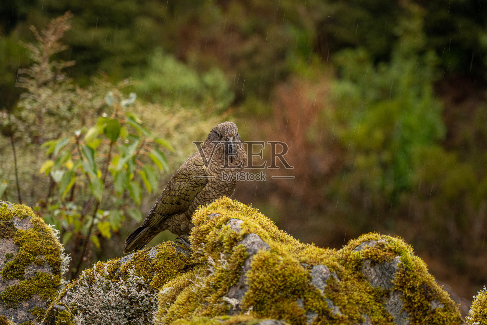 世界上唯一的高山鹦鹉Kea栖息在新西兰米尔福德海峡的一块岩石上照片摄影图片