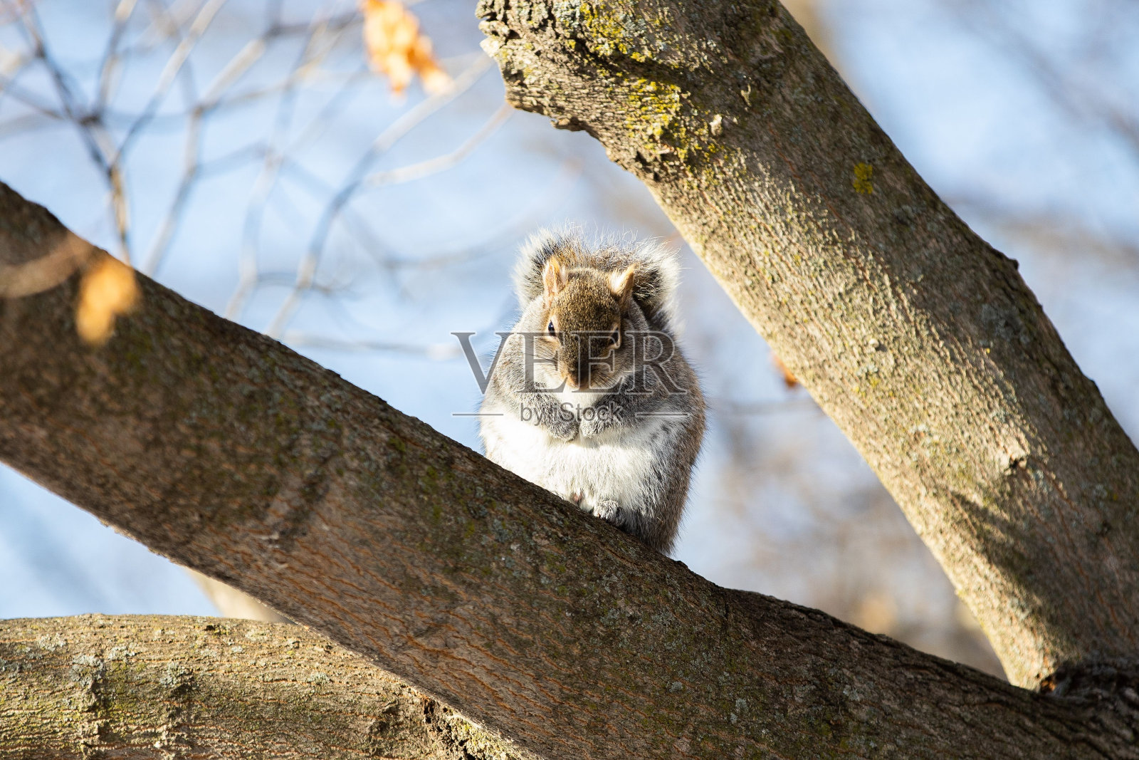 特写镜头的东方灰松鼠在树上在树林里照片摄影图片