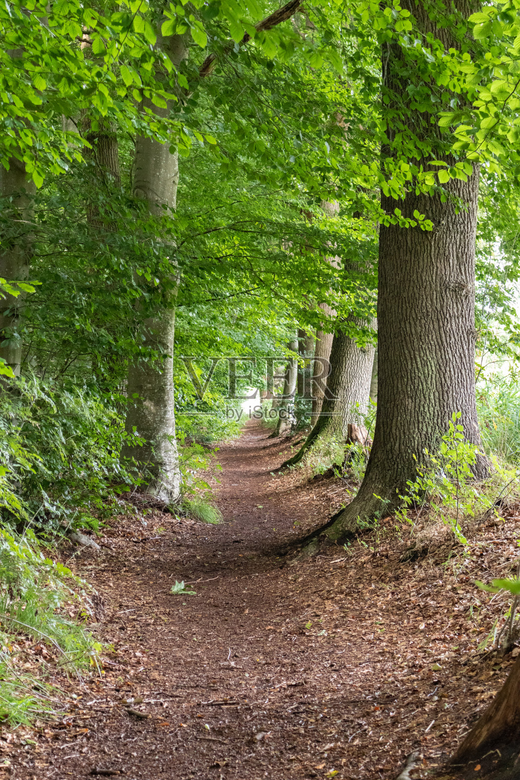 垂直美丽的森林散步路径的镜头照片摄影图片