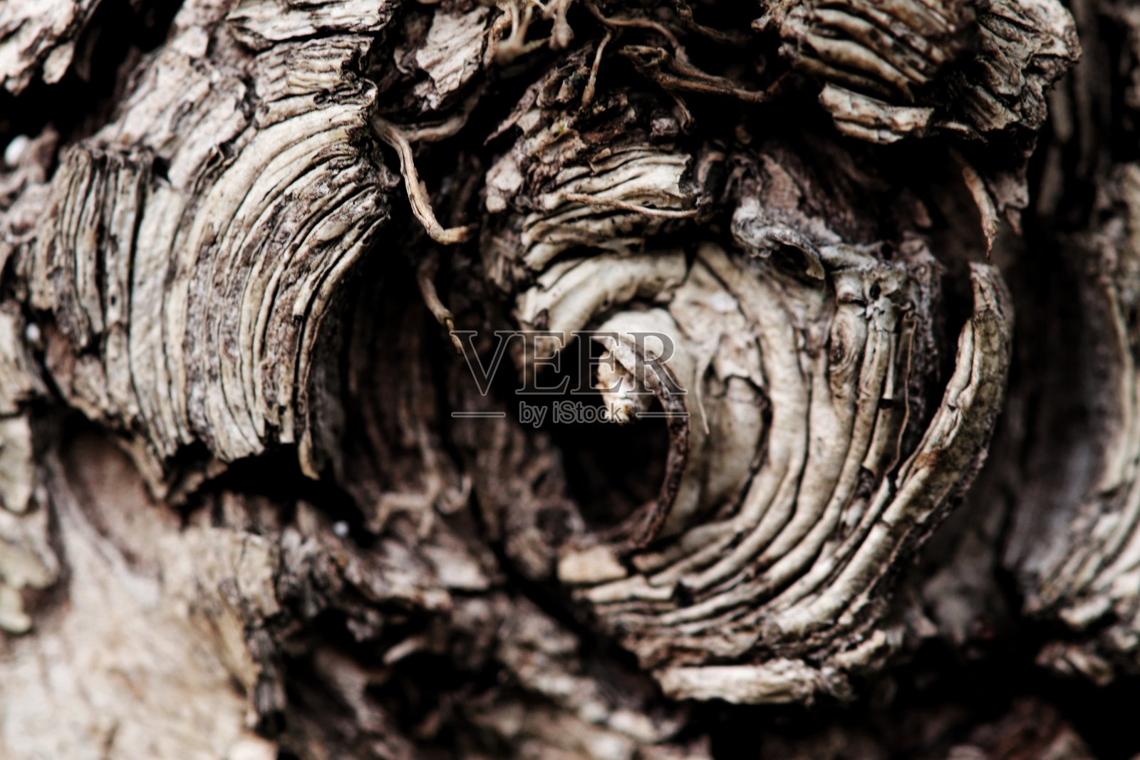 一个干枯的树洞纹理特写照片摄影图片