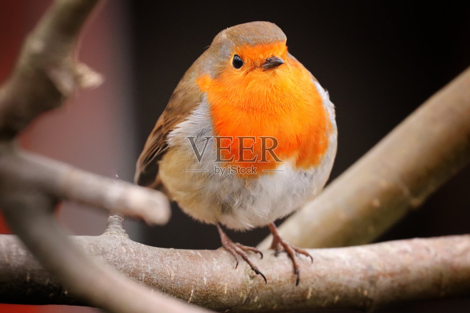特写:一只可爱的小欧洲知更鸟站在树枝上，背景模糊照片摄影图片