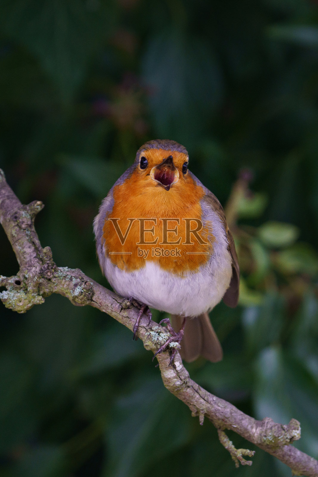 一只雀栖息在树枝上的垂直镜头照片摄影图片