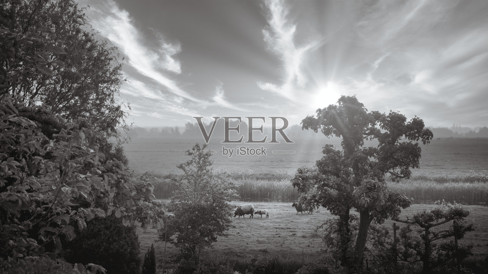 黑白照片的动物在草地上吃草照片摄影图片