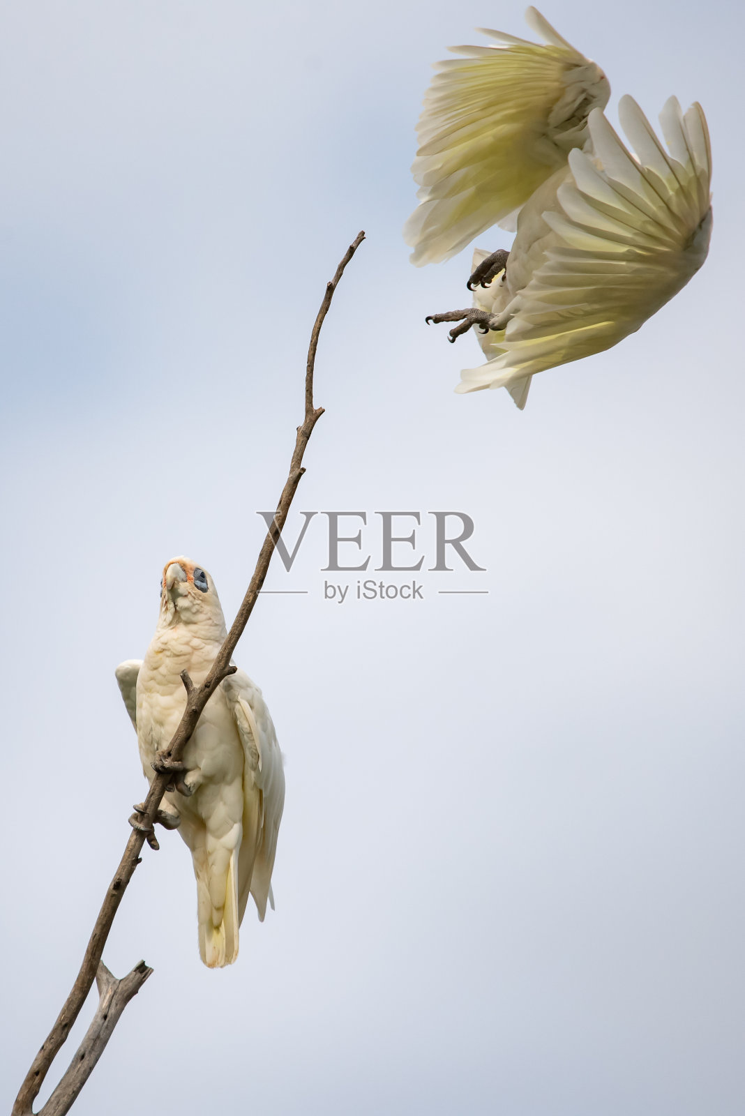 树枝上的凤头鹦鹉照片摄影图片