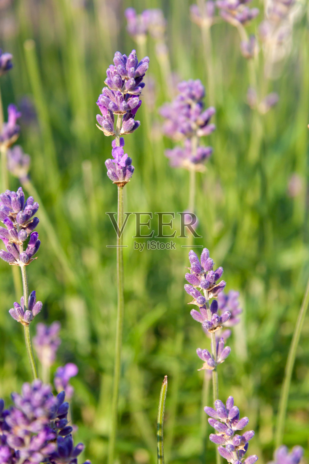漂亮的薰衣草特写照片摄影图片
